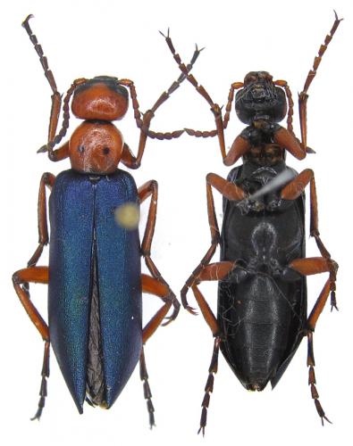 Réf. 61 711 : Muzimes sp.