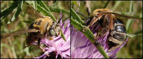 Réf. 61 781 : Tetraloniella sp.