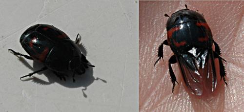 Hister quadrimaculatus