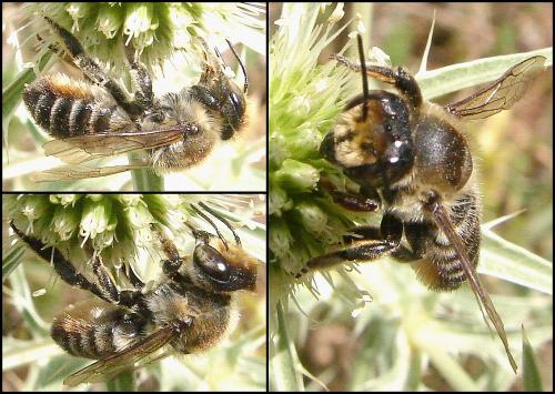 Réf. 61 037 : Megachile maritima