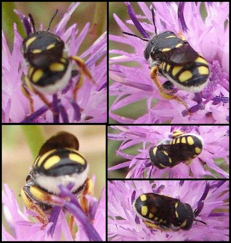 Réf. 61 357 : Pseudoanthidium lituratum