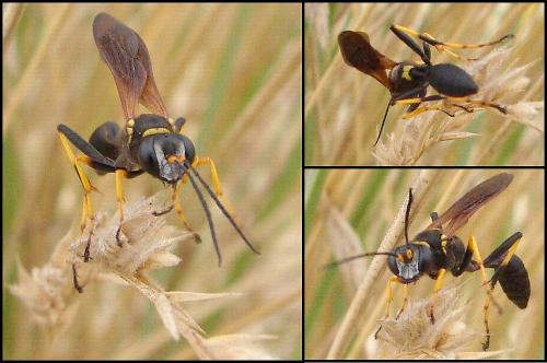 Réf. 61 449 : Sceliphron caementarium