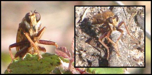Réf. 61 856 : Asilus crabroniformis
