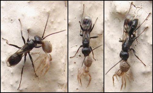 Dipogon sp.