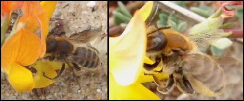 Trachusa byssina