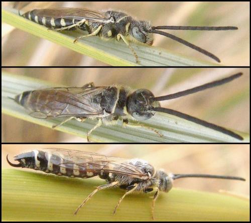 Meria tripunctata