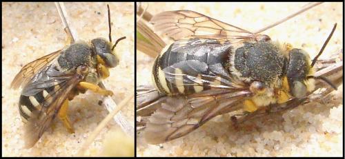 Réf. 61 172 : Icteranthidium laterale