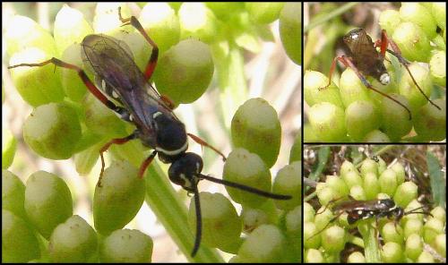 Ceropales sp.