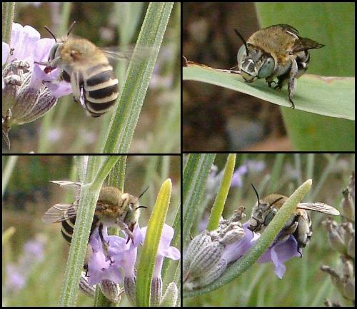 Amegilla albigena