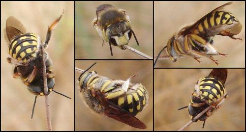 Anthidium loti