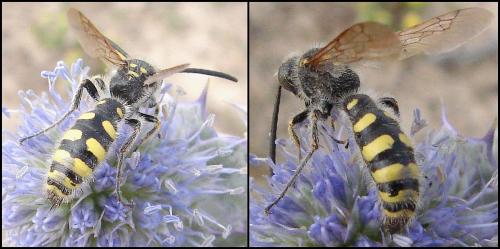 Colpa sexmaculata