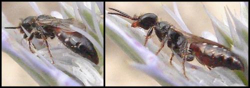 Meria tripunctata