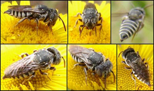 Coelioxys obtusus