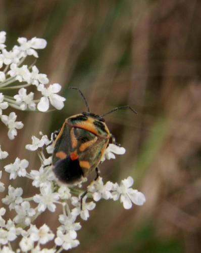 Eurydema oleracea