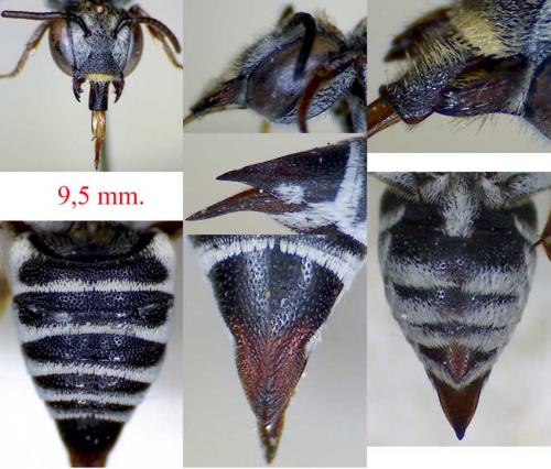 Coelioxys brevis