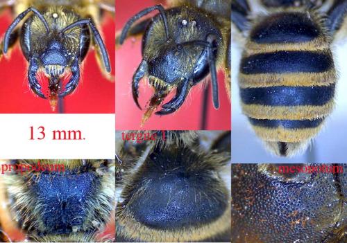 Halictus sp.