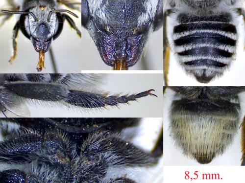 Megachile leachella