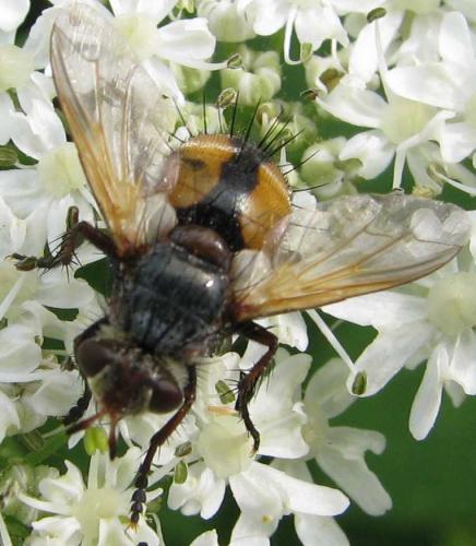 Réf. 61 310 : Tachina sp.