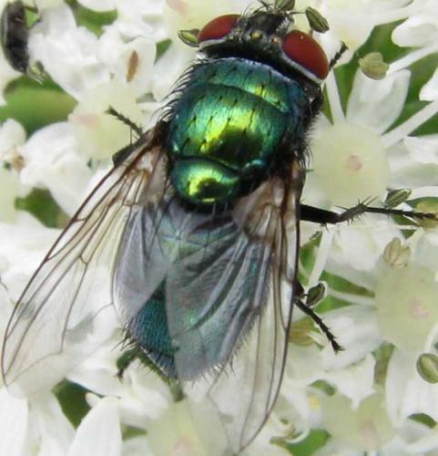 Lucilia sericata