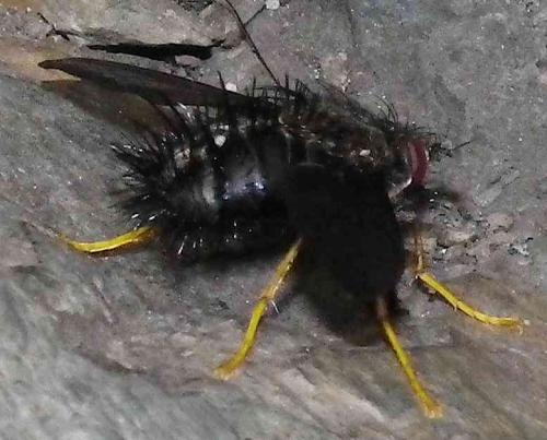 Eudejeania sp.