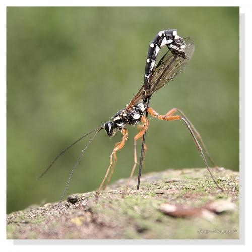 Rhyssa persuasoria