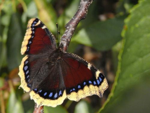Nymphalis antiopa