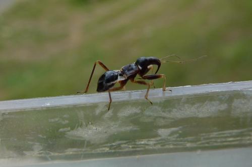 Himacerus mirmicoides