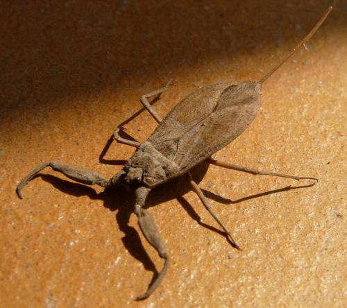 Réf. 61 807 : Nepa cinerea