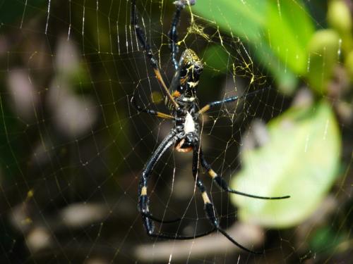 Trichonephila senegalensis