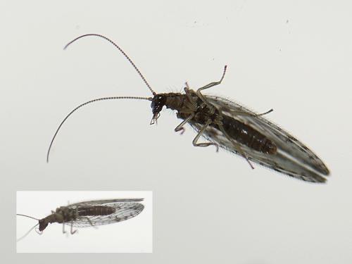 Micromus variegatus