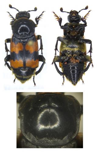 Nicrophorus vespillo