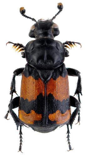 Réf. 61 727 : Nicrophorus interruptus