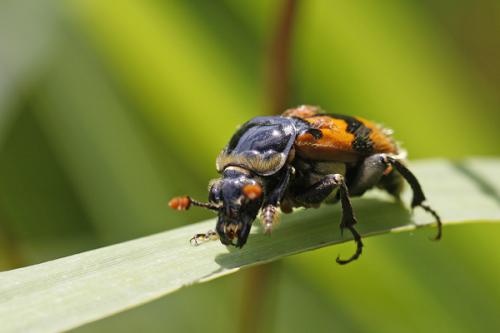 Nicrophorus vespillo