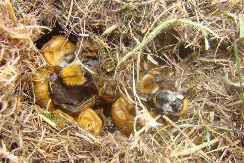 Bombus pascuorum