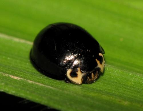 Oenopia impustulata