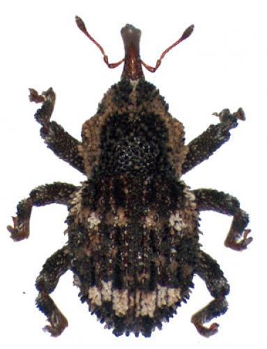 Onyxacalles luigionii