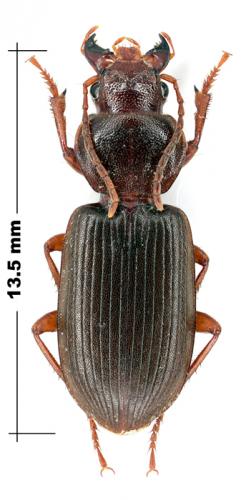 Scybalicus oblongiusculus