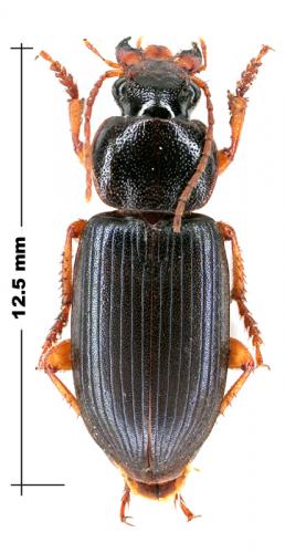 Ophonus ardosiacus