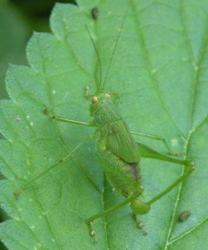 Phaneroptera sp.