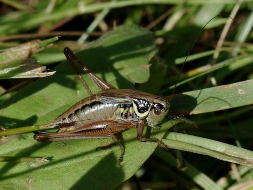 Roeseliana roeselii