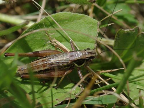 Roeseliana roeselii