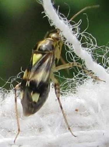 Liocoris tripustulatus