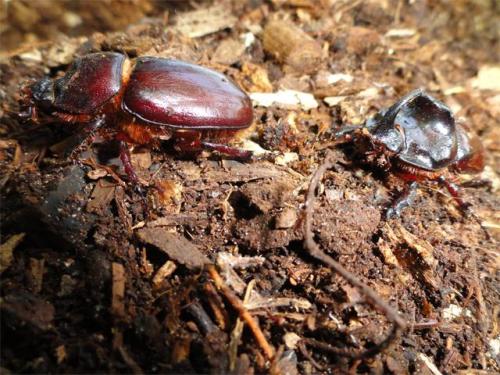 Oryctes nasicornis