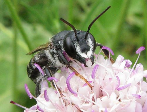 Réf. 61 583 : Megachile ericetorum