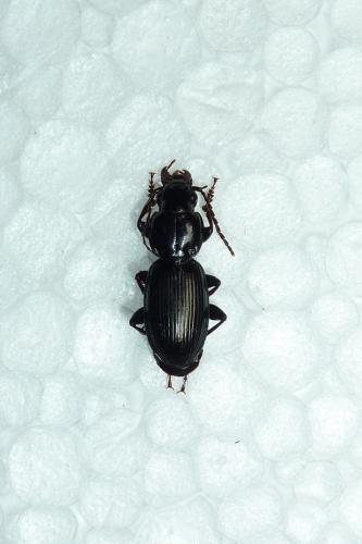 Pterostichus madidus