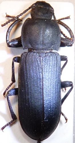 Tenebrio obscurus