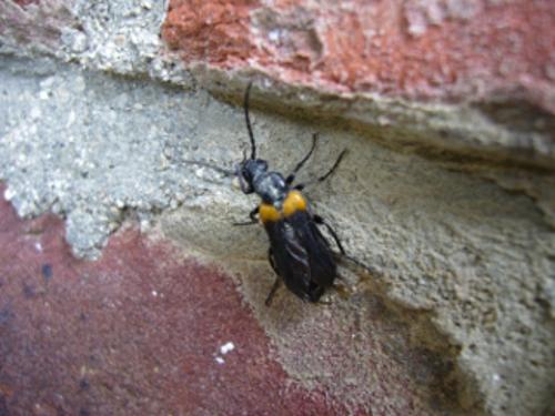 Réf. 61 230 : Sitaris muralis