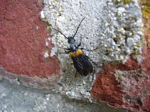 Réf. 61 232 : Sitaris muralis