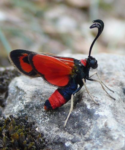 Zygaena fausta