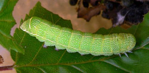 Orthosia cerasi